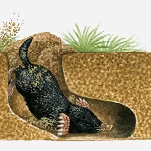 Illustration of Common Mole (Scalopus aquaticus) burrowing underground