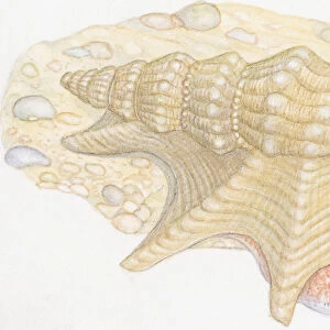 Illustration of Common Pelicans Foot (Aporrhais pespelecani), snail with long snout and tentacles emerging from shell on beach