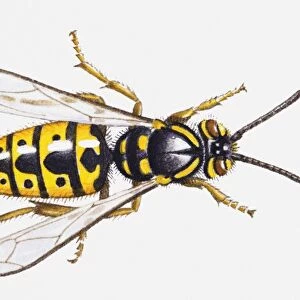 Illustration of Common Wasp (Vespula vulgaris)