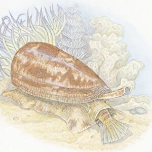 Illustration of Cone Snail (Conus Striatus), drawing prey into mouth below proboscis