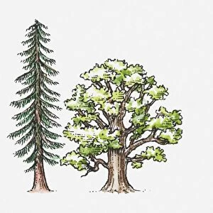 Illustration of coniferous tree and deciduous, broad-leaved tree