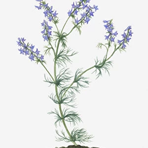 Illustration of Consolida ajacis syn. Consolida ambigua (Larkspur) bearing blue flower spikes on long stems with green leaves