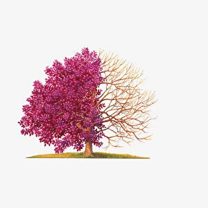 Illustration of Cotinus Grace (Smoke Tree) showing shape with and without leaves
