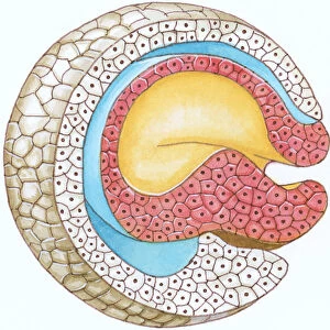 Illustration of cross-section of embryo forming the blastophore