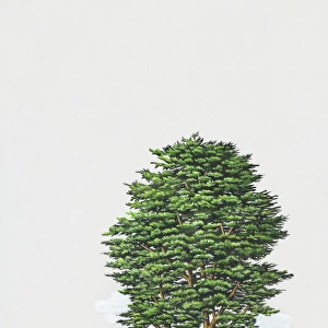 Illustration of Cupressus macrocarpa (Monterey Cypress) tree