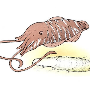 Illustration of Cuttlefish and shell on sand