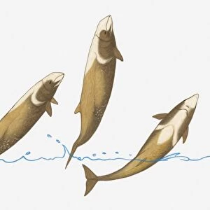 Illustration of Cuviers Beaked Whale (Ziphius cavirostris) breaching (leaping) out of water
