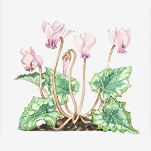 Illustration of Cyclamen hederifolium (Ivy-leaved sowbread), leaves and pink flowers