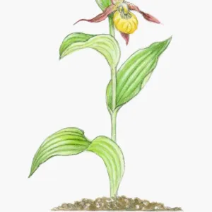 Illustration of Cypripedium calceolus (Ladys Slipper), yellow and deep red orchid on tall stem with