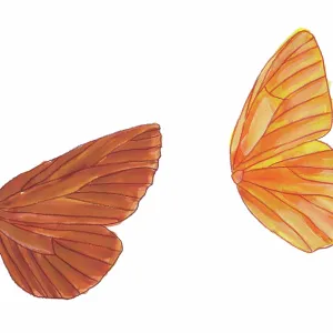 Illustration of the different vein patterns of butterfly and moth wings. (Butterfly right, moth left) Illustration of the different vein patterns of butterfly and moth wings. (Butterfly right, moth left)