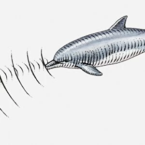 Illustration of dolpin using echolocation to locate fish