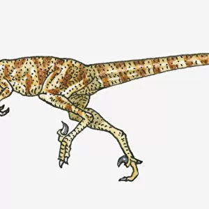 Illustration of Dromaeosaurus theropod dinosaur