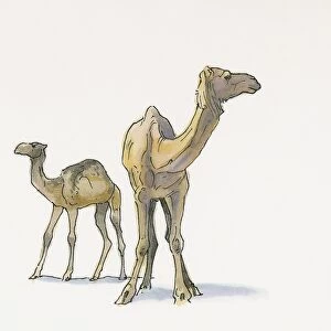 Illustration of Dromedary Camels (Camelus dromedarius), from Black Sea coast