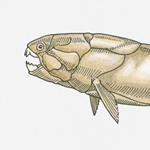 Illustration of a Dunkleosteus prehistoric fish, Late Devonian period