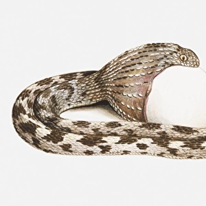 Illustration of egg-eating snake swallowing an egg