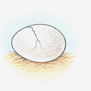 Illustration of egg shell showing crack