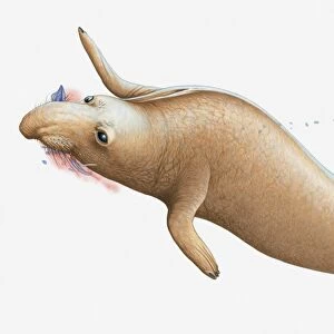Illustration of Elephant Seal swimming and feeding on squid