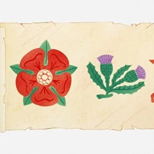 Illustration of English Rose, Scottish Thistle, Welsh Dragon and Irish Red Hand on scroll