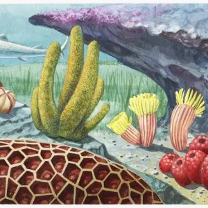 Illustration of the environment of the Grand Canyon as it was 400 million years ago, showing prehistoric sea life