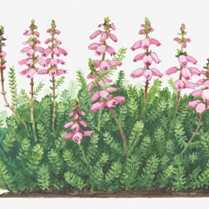 Illustration of Erica ciliaris (Dorset heath), pink flowers