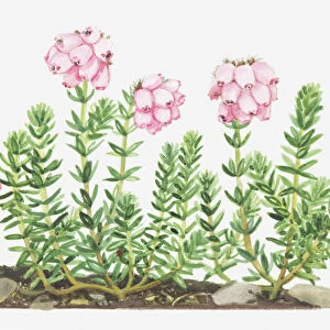 Illustration of Erica tetralix (Cross-leaved heath), pink flowers