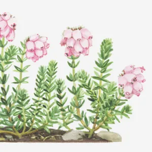 Illustration of Erica tetralix (Cross-leaved heath), pink flowers