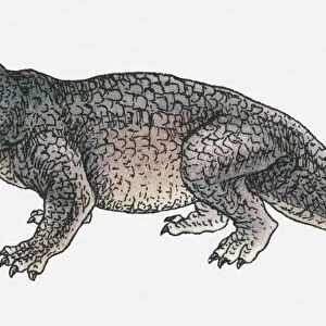 Illustration of an Erythrosuchus, a thecodont archosaur, Triassic period