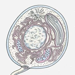 Illustration of an Eukaryote cell