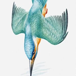 Illustration of Eurasian kingfisher (Alcedo atthis) diving