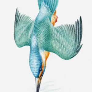 Illustration of Eurasian kingfisher (Alcedo atthis) diving Illustration of Eurasian kingfisher (Alcedo atthis) diving