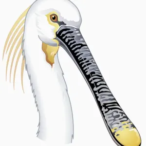 Illustration of Eurasian Spoonbill or Common Spoonbill (Platalea leucorodia), profile showing long n Illustration of Eurasian Spoonbill or Common Spoonbill (Platalea leucorodia), profile showing long n