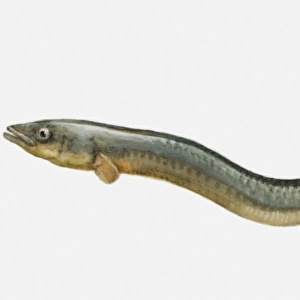 Illustration of an European eel (Anguilla anguilla)