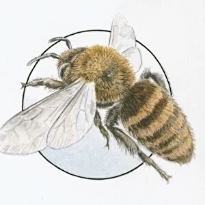 Illustration of European Honey Bee (Apis mellifera) edge of glass