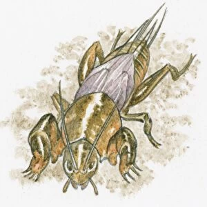 Illustration of European Mole Cricket (Gryllotalpa gryllotalpa) standing on ground