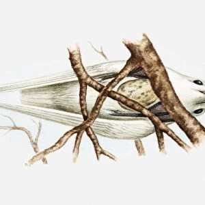 Illustration of Fairy tern (Sterna nereis) sitting on egg balanced on fork of branches, view from below