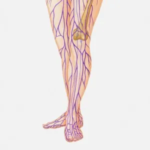 Illustration of female lymphatic system