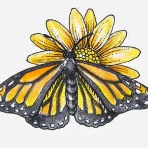 Illustration of female Monarch butterfly (Danaus plexippus) feeding on nectar from yellow flower