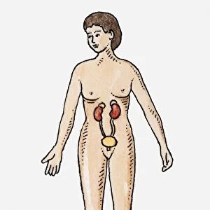 Illustration of female urinary system