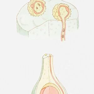 Illustration of fertilization of flower, pollen grain containing male nuclei on stigma, male nucleus travelling down pollen tube, female nuclei inside ovule