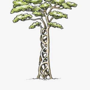 Strangler Fig Tree Drawing