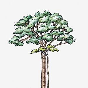 Illustration of Ficus sp. (Strangler fig) attached to a host tree, sending aerial roots to the ground