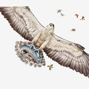 Illustration of Fish eagle or Osprey (Pandion haliaetus) carrying its prey