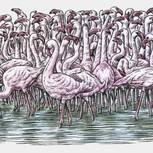 Illustration of Flamingos standing in water Illustration of Flamingos standing in water