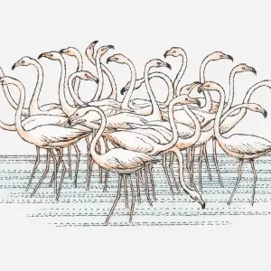 Illustration of flock of Lesser Flamingo (Phoenicopterus minor) standing in water Illustration of flock of Lesser Flamingo (Phoenicopterus minor) standing in water