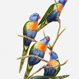 Illustration of a flock of Rainbow lorikeets (Trichoglossus haematodus) perching on tree branches