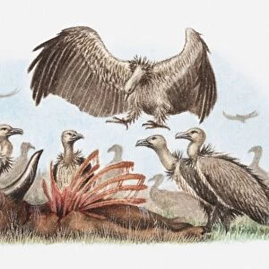 Illustration of a flock of vultures with a carcass