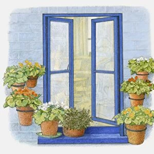 Illustration of flower pots on windowsill and in metal hoops on wall outside window