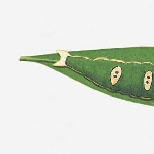 Illustration of Forest Queen (Euxanthe wakefildii) caterpillar on leaf
