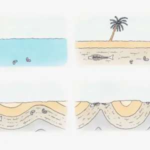 Illustration of formation of a fossil, from preservation to discovery