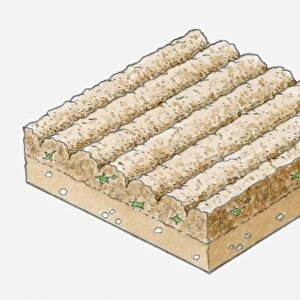 Illustration of furrows in soil after ploughing
